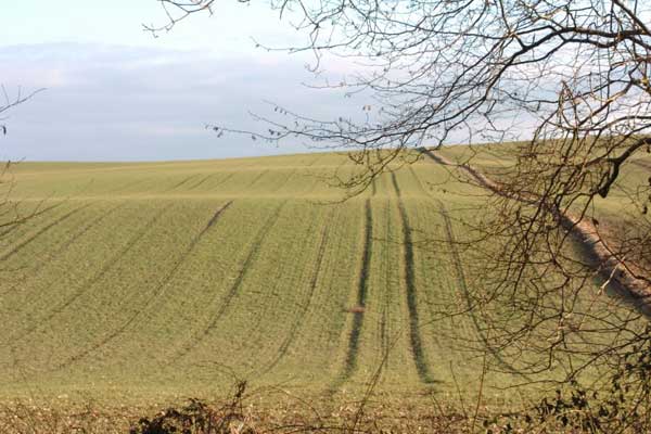 Feld in Schleswig Holstein Feld in Schleswig Holstein