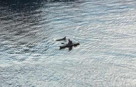 Kieler-Flipper-in-der-Schwentine-vor-der-Schmerzklinik-Kiel-3