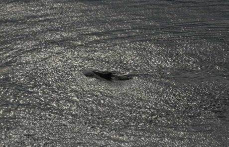 Kieler-Flipper-in-der-Schwentine-vor-der-Schmerzklinik-Kiel-5