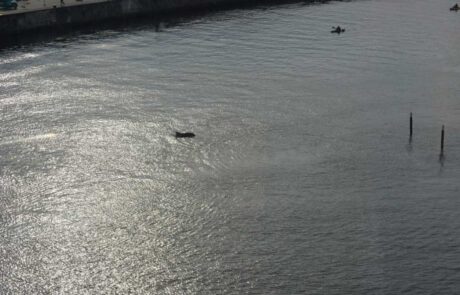 Kieler-Flipper-in-der-Schwentine-vor-der-Schmerzklinik-Kiel-6