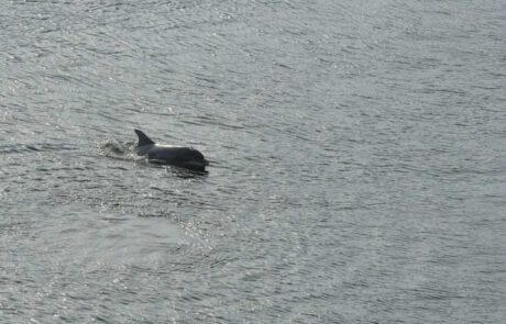 Kieler-Flipper-in-der-Schwentine-vor-der-Schmerzklinik-Kiel-7