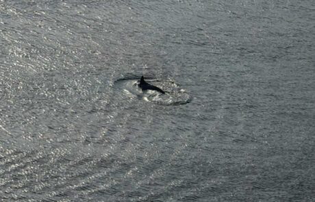 Kieler-Flipper-in-der-Schwentine-vor-der-Schmerzklinik-Kiel-8