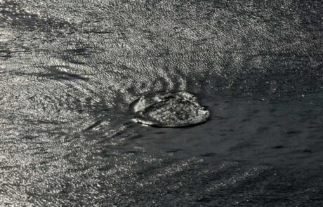 Kieler-Flipper-in-der-Schwentine-vor-der-Schmerzklinik-Kiel-9