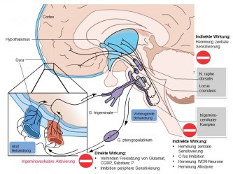 Wirkmechanismen von Botulinumtoxin A (Botox) in der Pathophysiologie der Migräne Gesamtübersich