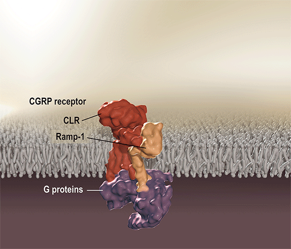 Der Antikörper (blau) gegen den CGRP-Rezeptor (orange) blockiert und schützt diesen vor CGRP. CGRP kann diesen nicht mehr erreichen, aktivieren und Entzündung sowie Schmerz auslösen.