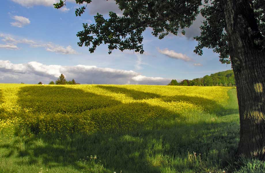 rapsfeld Migräne Wissen