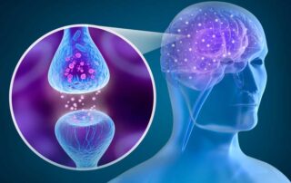 Human brain and active receptor